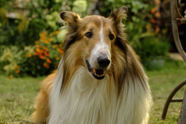 Lassie: A New Adventure Movie Photo 795370