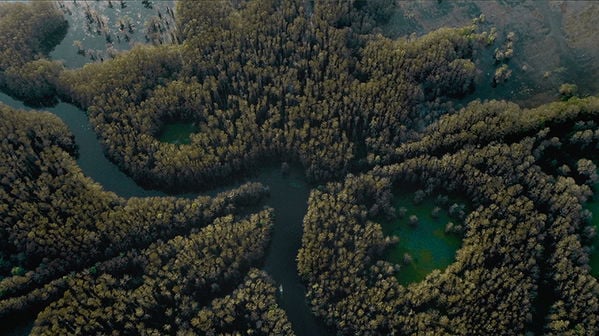 Caddo Lake Movie Photo 816188