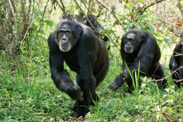 Chimpanzee Movie Photo 83390