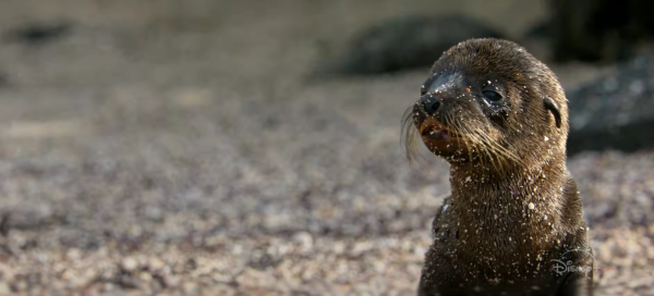 Sea Lions of the Galápagos Movie Photo 869651