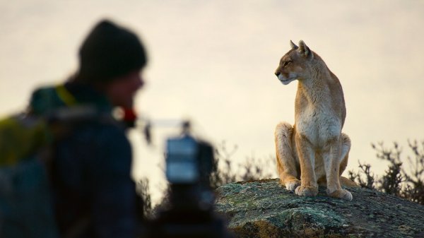 Cheetahs Up Close with Bertie Gregory Movie Photo 949335