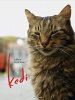 Kedi poster