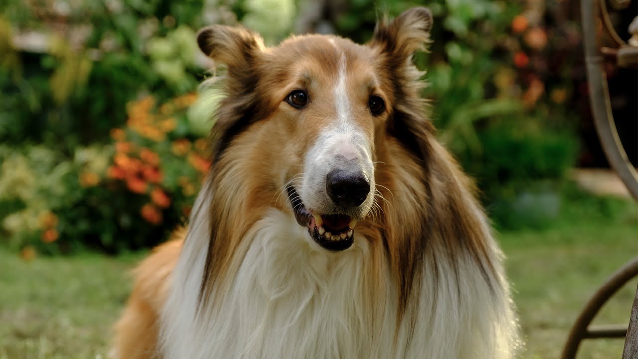 Featuring Lassie: A New Adventure (2024) official trailer