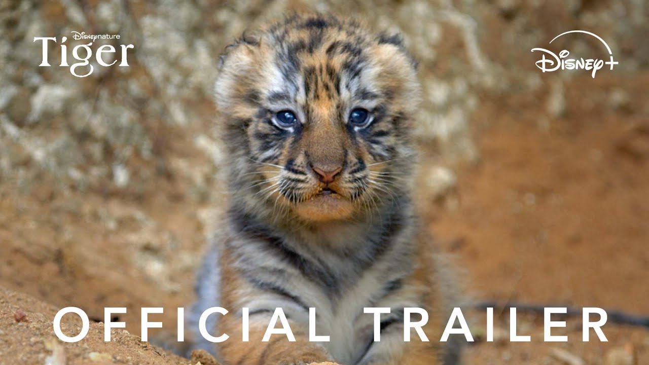 Tiger Official Trailer Clip Image