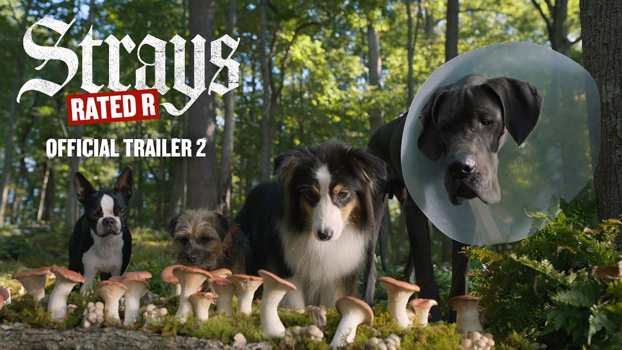 Strays Official Trailer #2 Clip Image