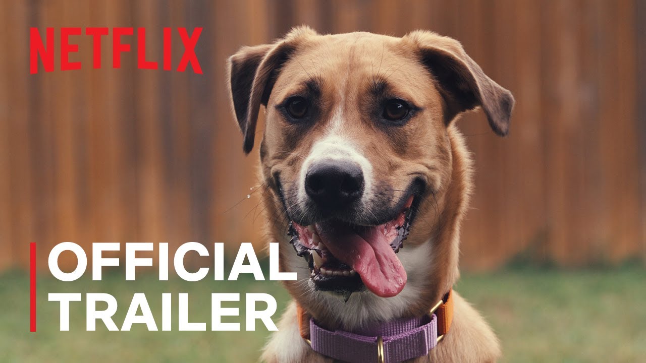 Inside the Mind of a Dog Official Trailer Clip Image