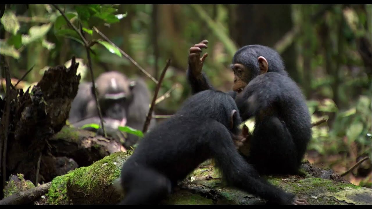 Chimpanzee Theatrical Trailer Clip Image