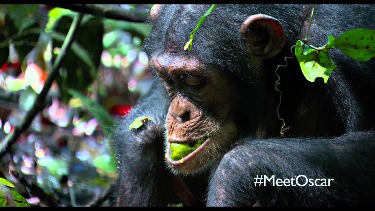 Chimpanzee Clip: Savor the Flavor Clip Image