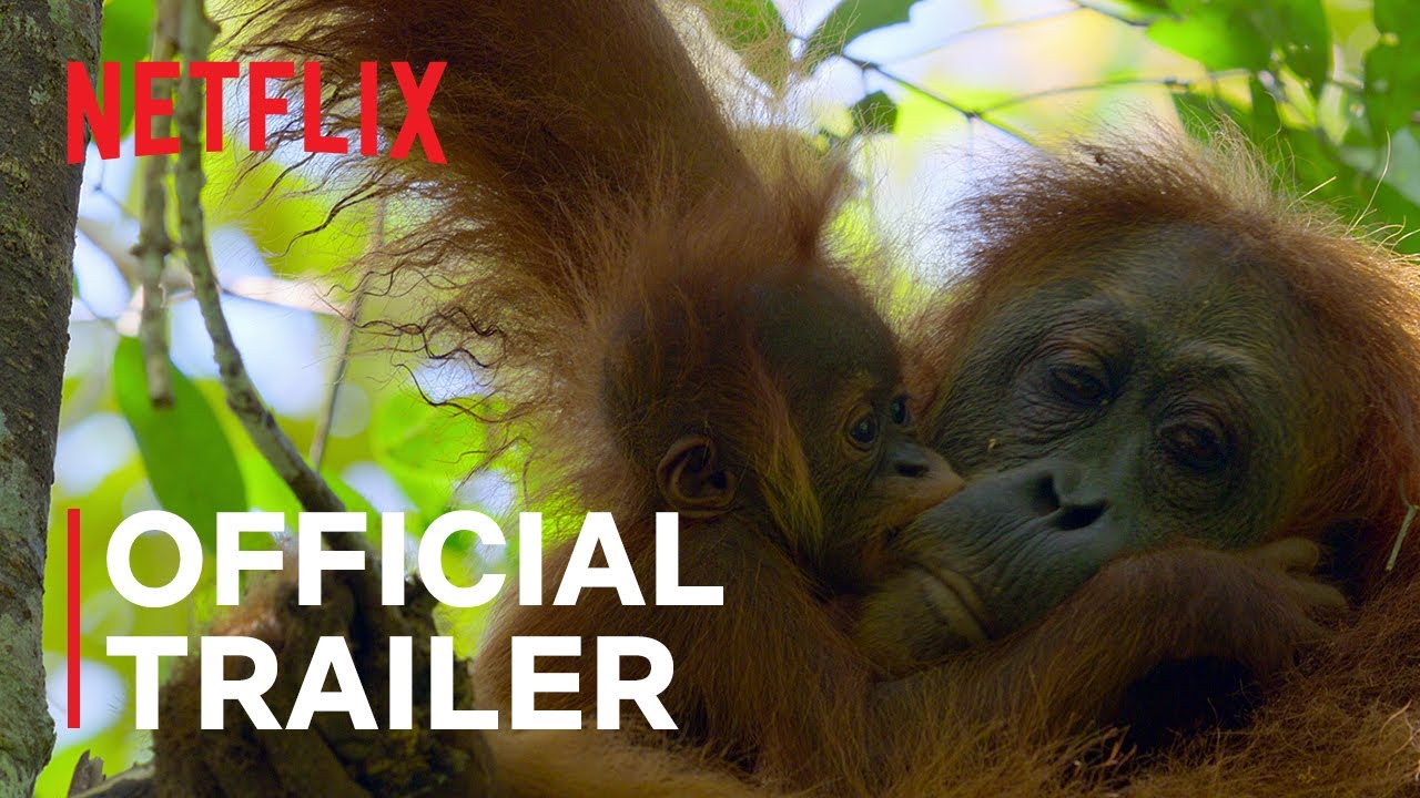 Featuring Secret Lives of Orangutans (2024) official trailer