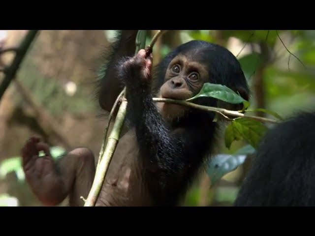 Featuring Chimpanzee (2012) theatrical trailer #2