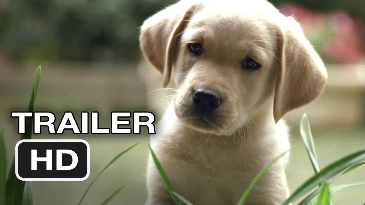 Quill: The Life of a Guide Dog Theatrical Trailer Clip Image