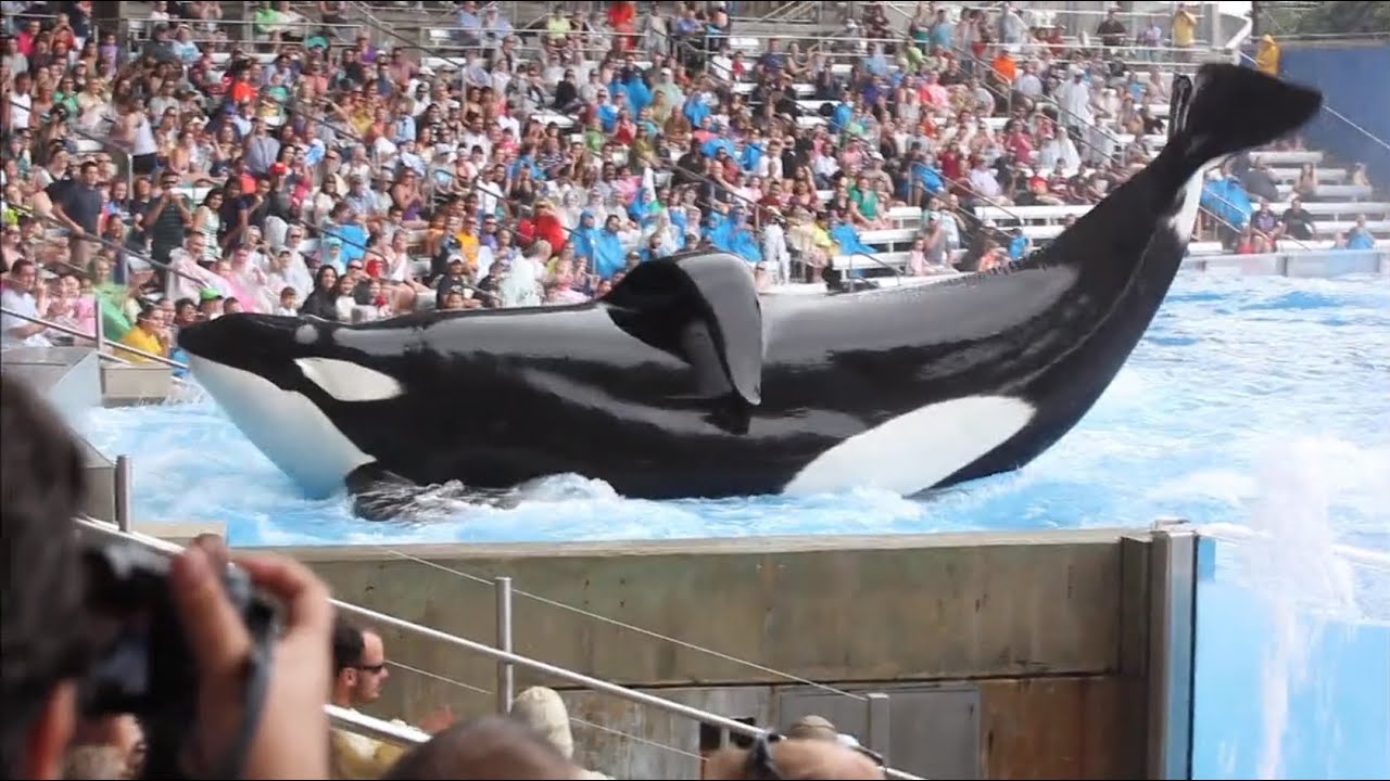 Blackfish Theatrical Trailer Clip Image