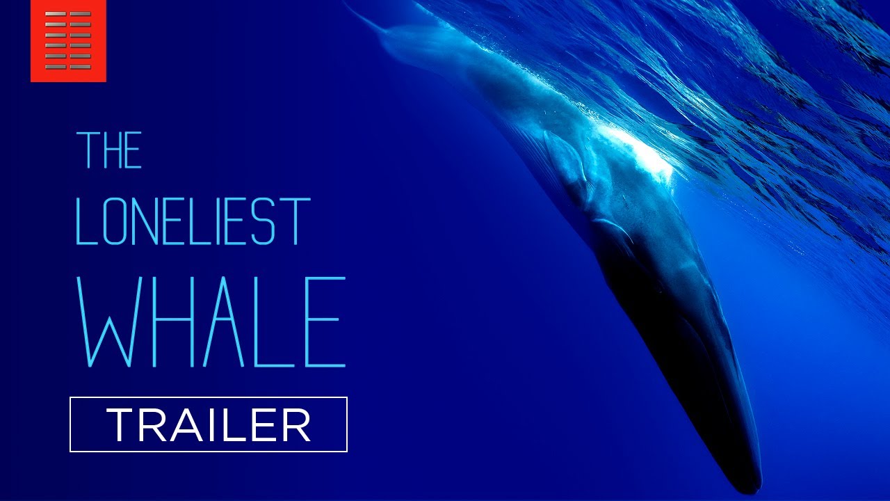 The Loneliest Whale: The Search for 52 Official Trailer Clip Image