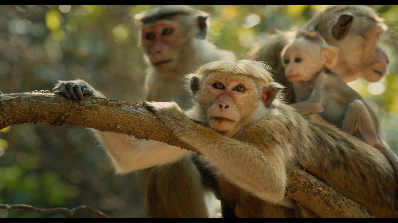 Monkey Kingdom Theatrical Trailer #2 Clip Image