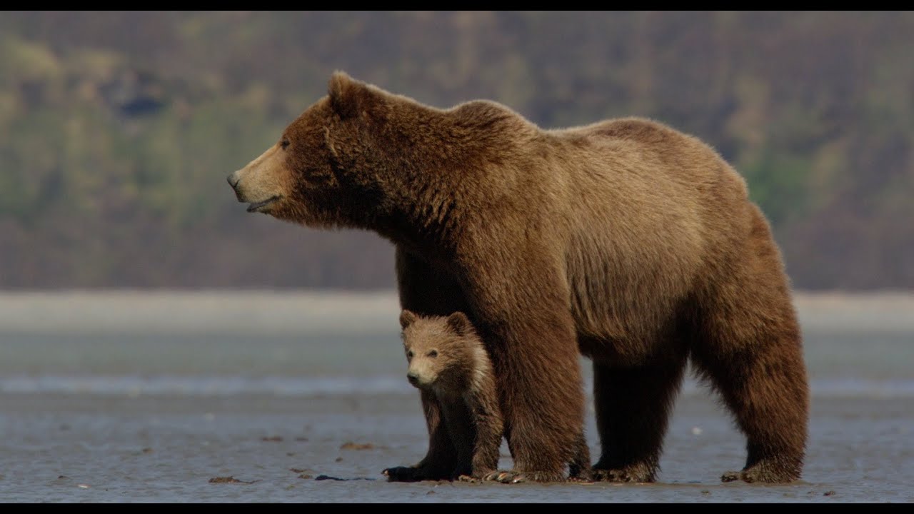 Featuring Bears (2014) theatrical trailer