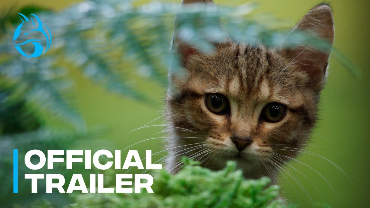 Featuring A Cat's Life (2024) official trailer