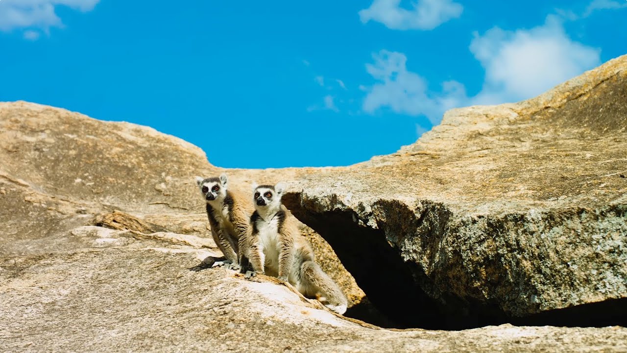 Featuring Island Of Lemurs: Madagascar (2014) theatrical trailer