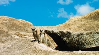 Thumbnail for Island Of Lemurs: Madagascar