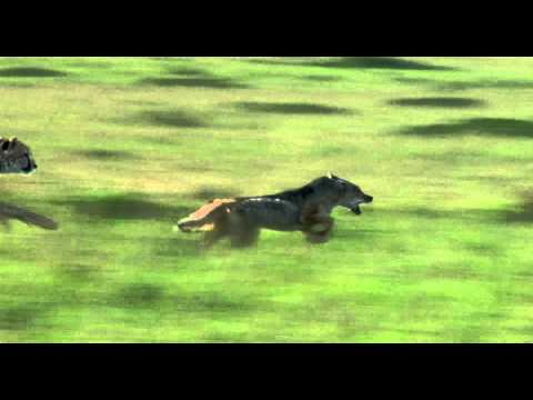 Featuring African Cats (2011) video clip: 'chasing a dog'