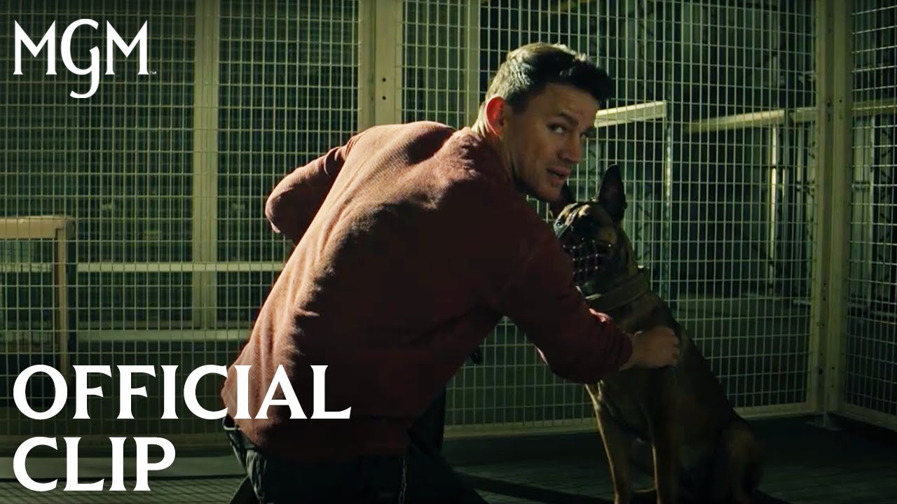 Dog Clip: Briggs and Lulu Reunite Clip Image