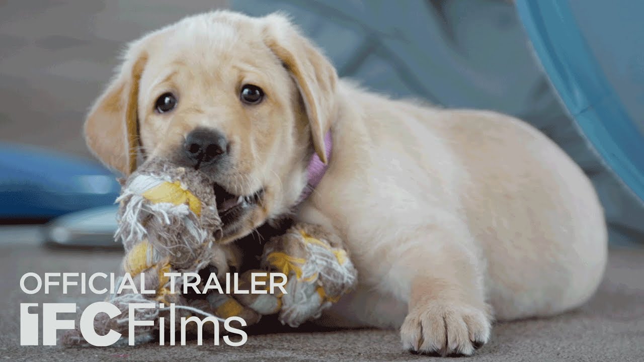 Pick of the Litter Theatrical Trailer Clip Image