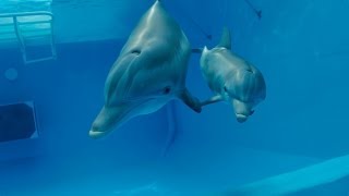 Thumbnail for Dolphin Tale 2