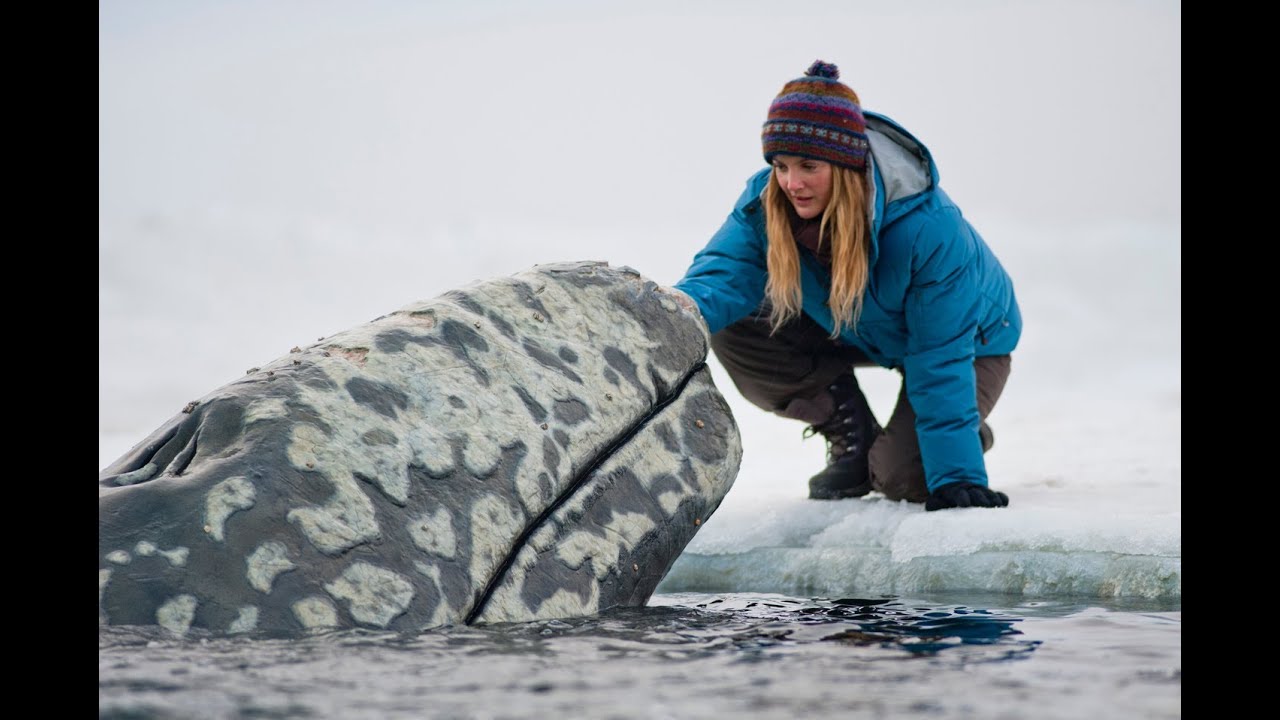 Big Miracle Theatrical Trailer Clip Image