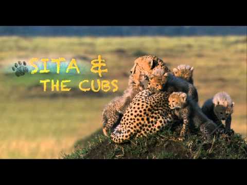 Featuring African Cats (2011) field guide #1 